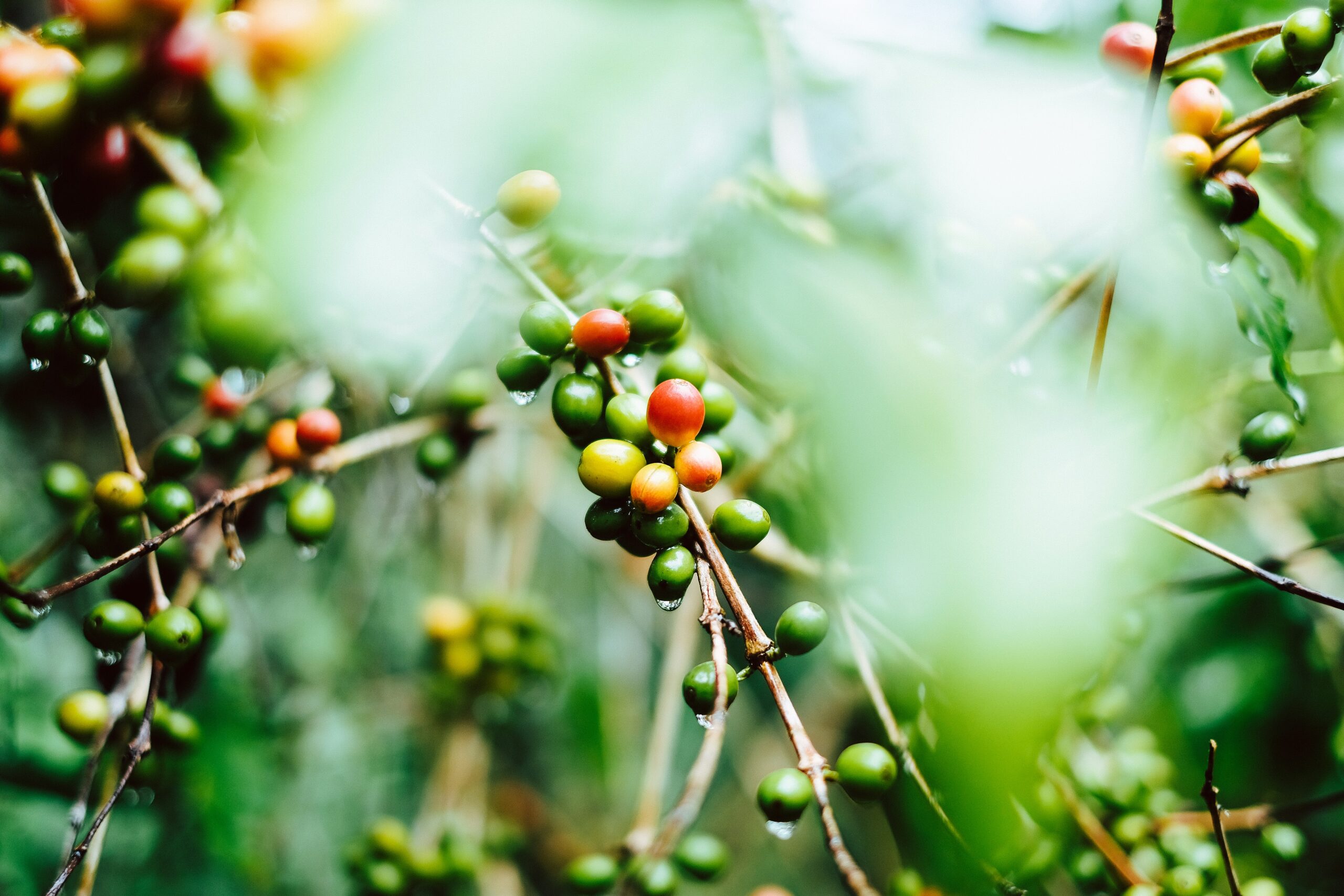 Café verde de diversos orígenes de Guatemala. Café en grano tostado y molido.