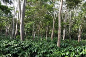 Café orgánico de Guatemala